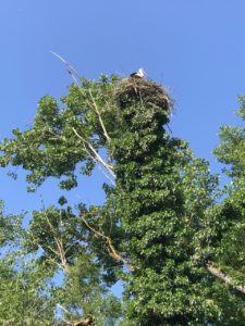 Storch auf dem Altrheinerlebnispfad in Eich