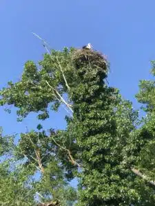 Storch auf dem Altrheinerlebnispfad in Eich