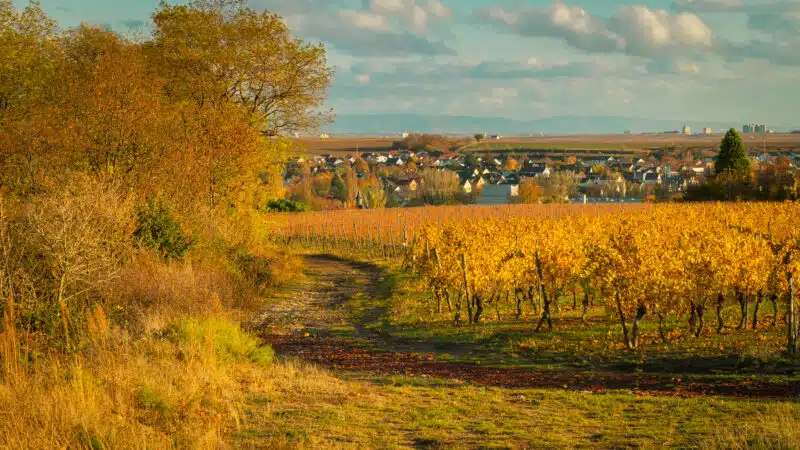 herbst wonnegau