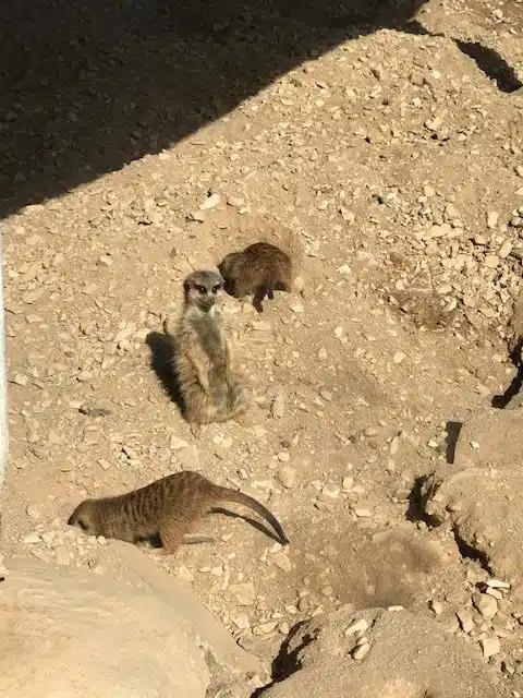 Erdmännchen im Hochwildschutzpark