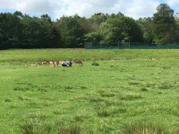 Tiere füttern im Hochwildschutzpark Hunsrück in Rheinböllen